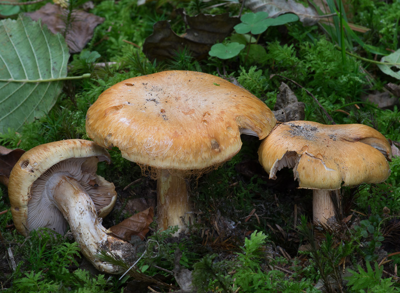 Cortinarius subfoetens